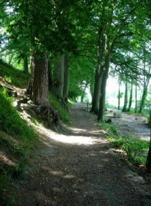 Shannon River Walk Through Forest